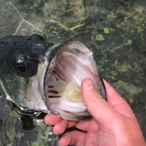 Meet your Posher, Caleb